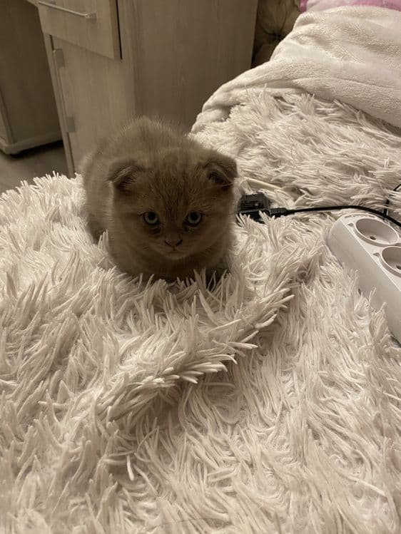 Котенок Скоттиш Фолд — 2