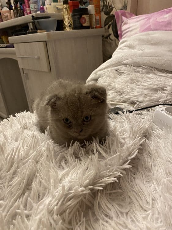 Котенок Скоттиш Фолд — 3