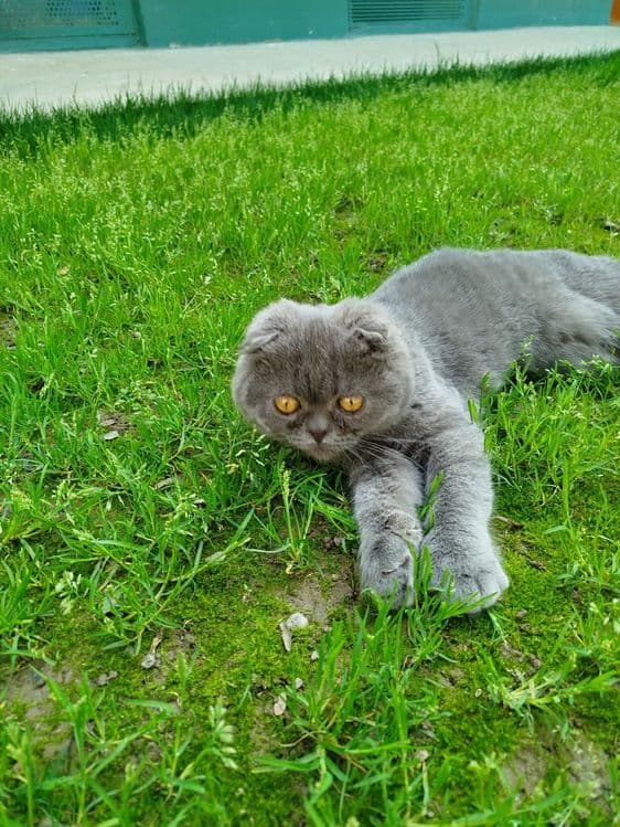 Шотландский вислоухий — 2