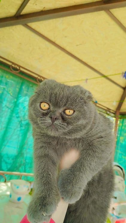 Шотландский вислоухий — 3