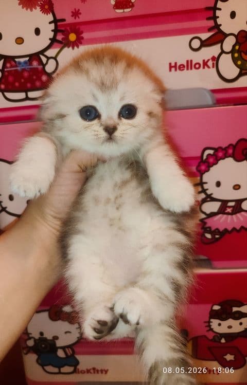 Продается Скоттиш фолд ДЕВОЧКА — 2