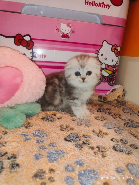 Продается Скоттиш фолд ДЕВОЧКА — 3