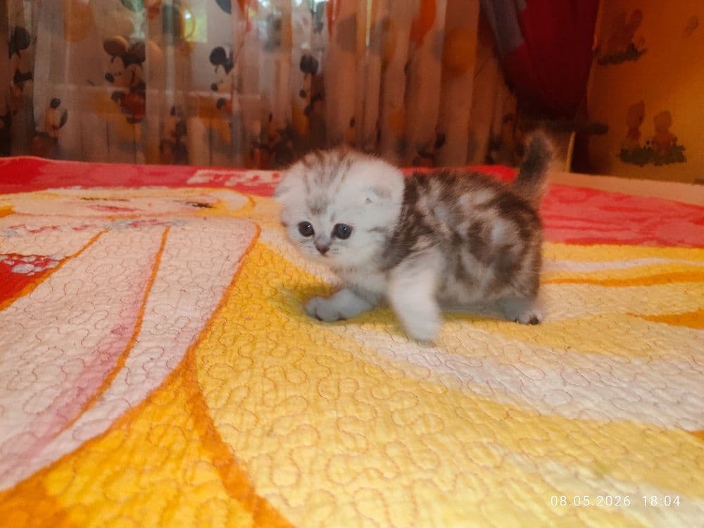 Продается Скоттиш фолд ДЕВОЧКА — 4