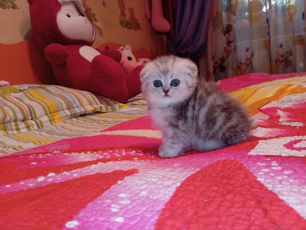 Продается Скоттиш фолд ДЕВОЧКА — 5