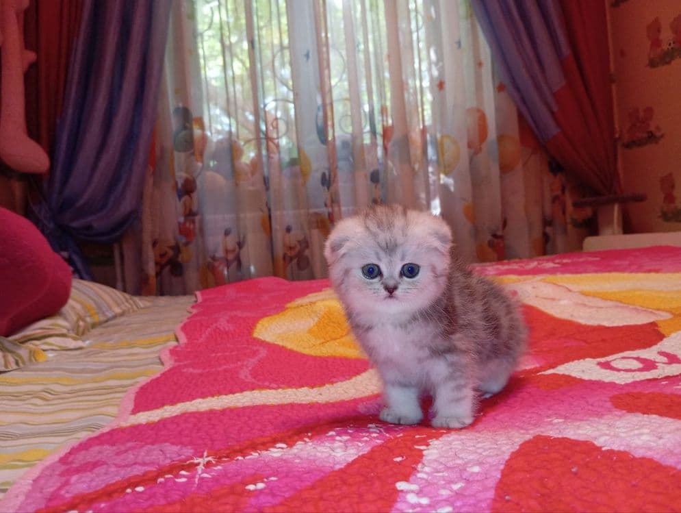 Продается Скоттиш фолд ДЕВОЧКА — 6