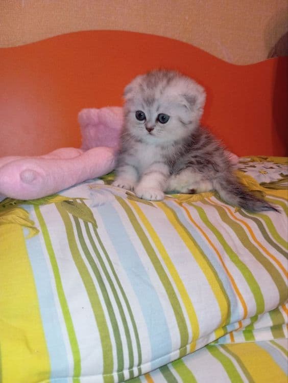Продается Скоттиш фолд ДЕВОЧКА — 7