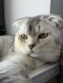 Srochna mushu sotiladi scottish fold ogil bola