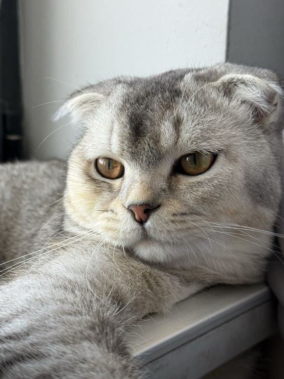 Srochna mushu sotiladi scottish fold ogil bola