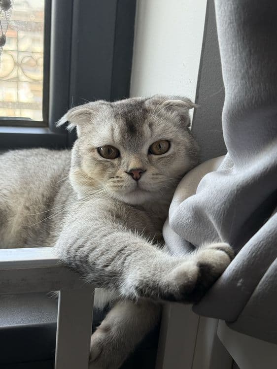 Srochna mushu sotiladi scottish fold ogil bola — 2