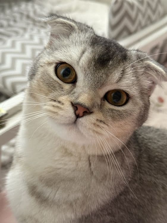 Srochna mushu sotiladi scottish fold ogil bola — 3