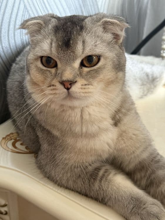 Srochna mushu sotiladi scottish fold ogil bola — 4