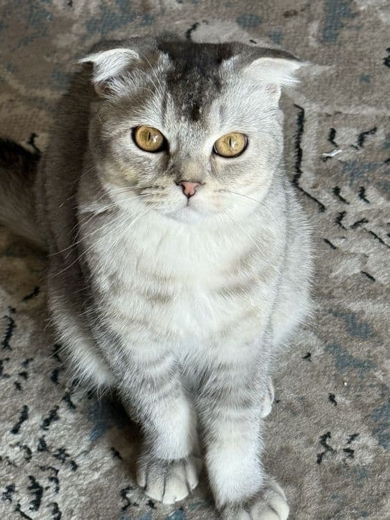 Srochna mushu sotiladi scottish fold ogil bola — 5