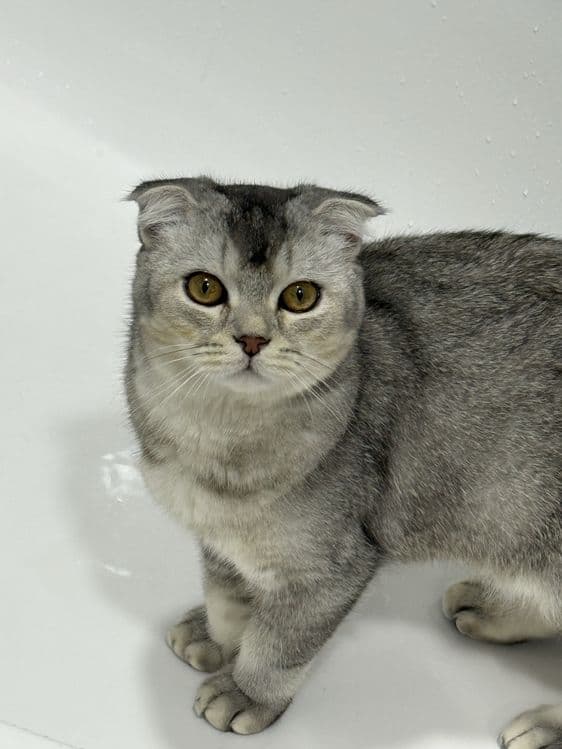 Srochna mushu sotiladi scottish fold ogil bola — 6