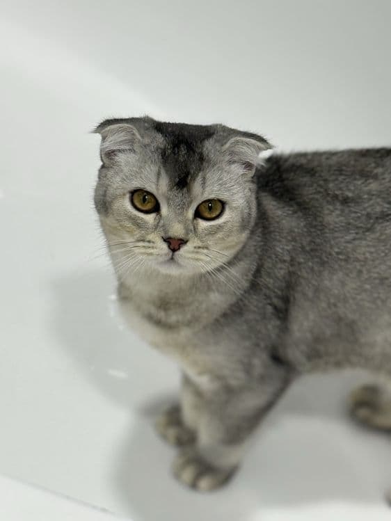 Srochna mushu sotiladi scottish fold ogil bola — 7