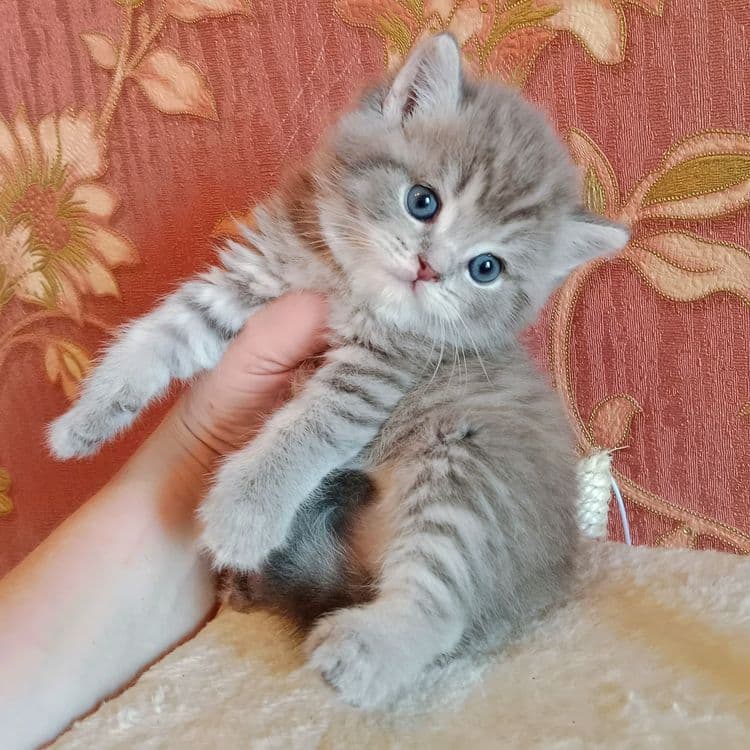 Скоттиш Страйт  фолд булочки — 2