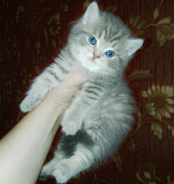 Скоттиш Страйт  фолд булочки — 3
