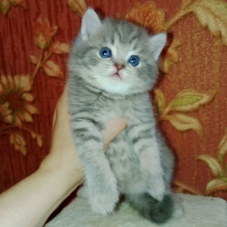 Скоттиш Страйт  фолд булочки — 4