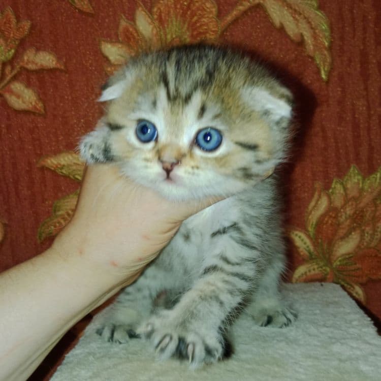 Скоттиш Страйт  фолд булочки — 5