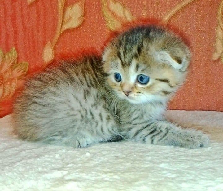 Скоттиш Страйт  фолд булочки — 6
