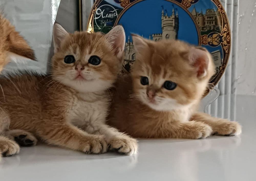 Золотые шиншиллы — 3
