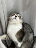 Скотиш фолд ! Мальчик! Срочно!
