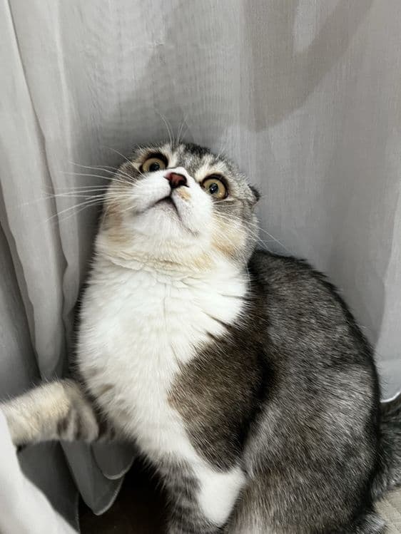 Скотиш фолд ! Мальчик! Срочно! — 1