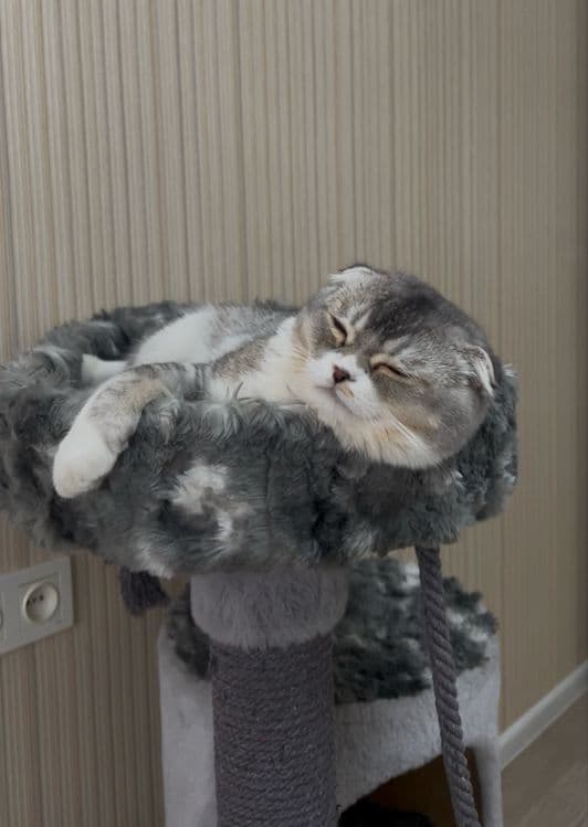 Скотиш фолд ! Мальчик! Срочно! — 2