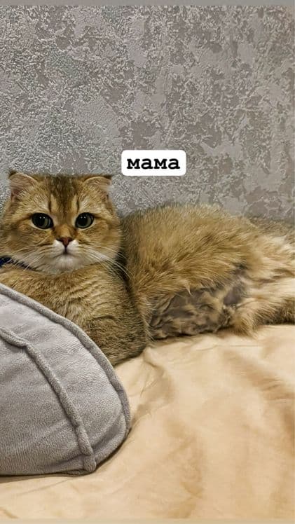 Бритш страйт и фолд — 7