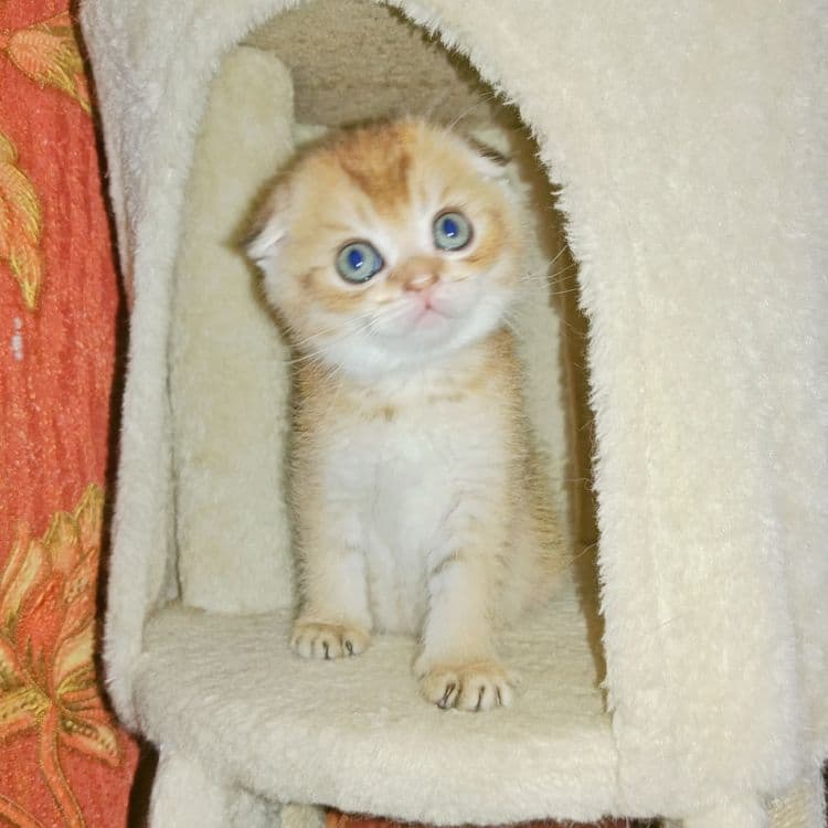 Золотая Шиншила девочка Скоттиш Фолд вислоухая — 2