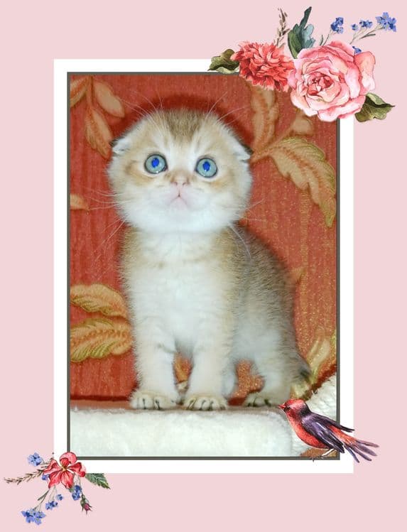 Золотая Шиншила девочка Скоттиш Фолд вислоухая — 3