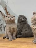Scottish Fold - Mushuk
