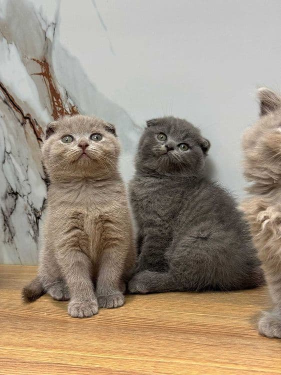 Scottish Fold - Mushuk — 1
