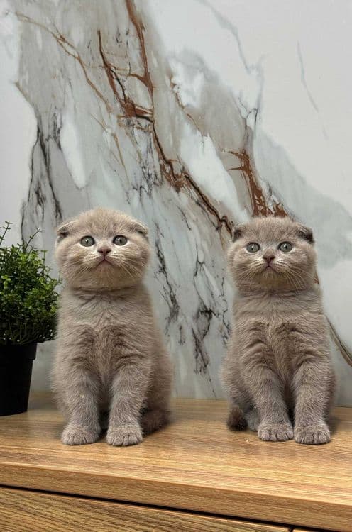 Scottish Fold - Mushuk — 2