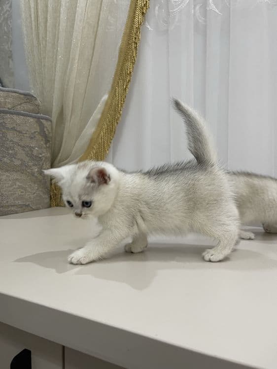 Shinshila britanskiy toza qon — 3