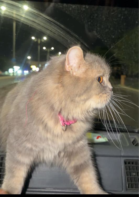 Scottish Straight × Highland Scottish Straight × British Shorthair — 3