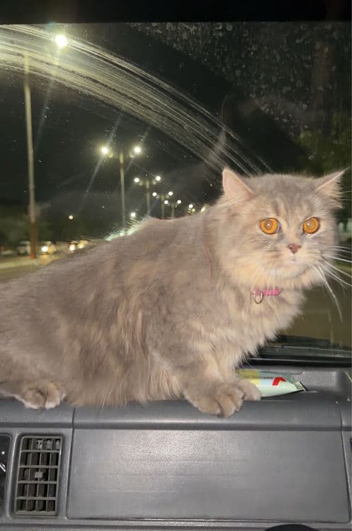 Scottish Straight × Highland Scottish Straight × British Shorthair — 4