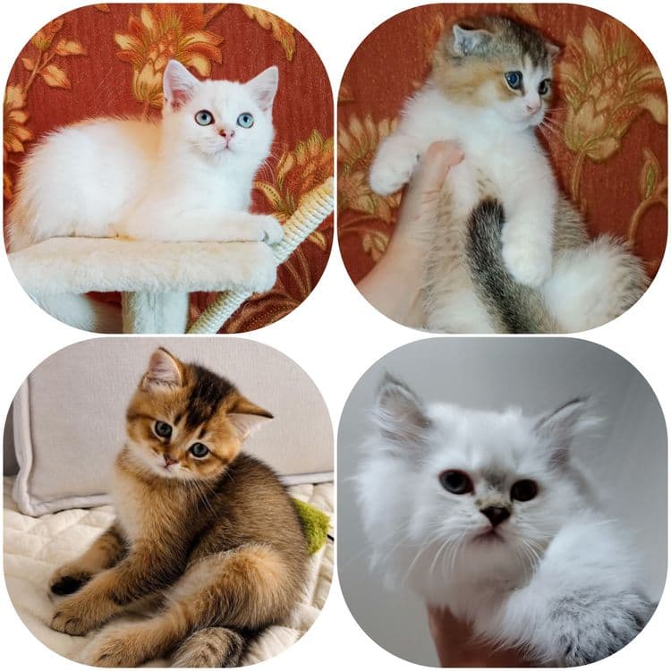 Шотланский колор Поинт зеленоглазый — 2