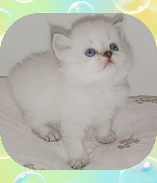 Шотланский колор Поинт зеленоглазый — 3