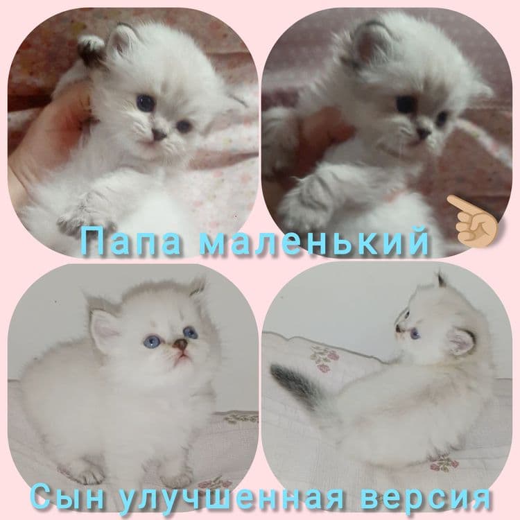 Шотланский колор Поинт зеленоглазый — 7