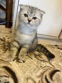 Noyob rangdagi Scottish Fold mushukchalari sotiladi