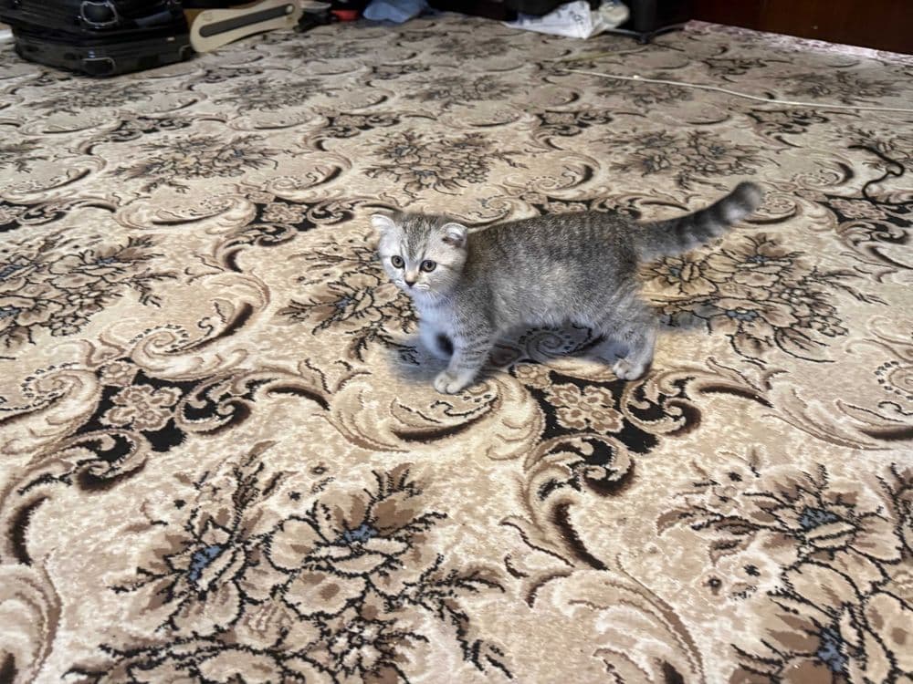 Noyob rangdagi Scottish Fold mushukchalari sotiladi — 2
