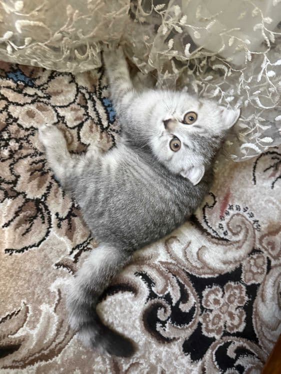 Noyob rangdagi Scottish Fold mushukchalari sotiladi — 3
