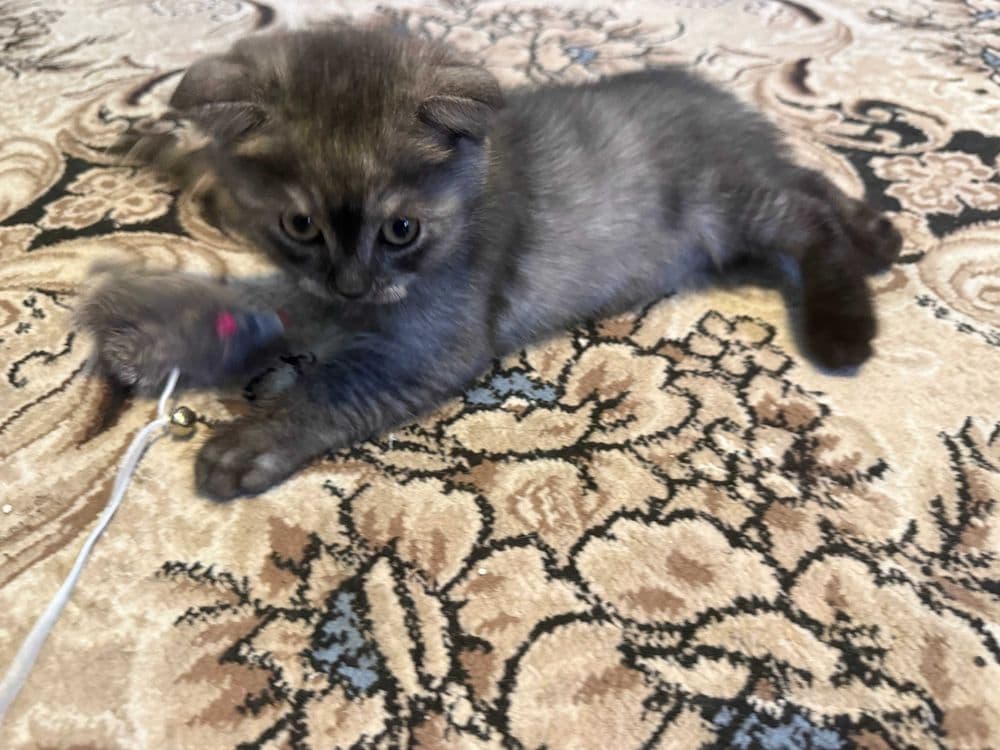 Noyob rangdagi Scottish Fold mushukchalari sotiladi — 4