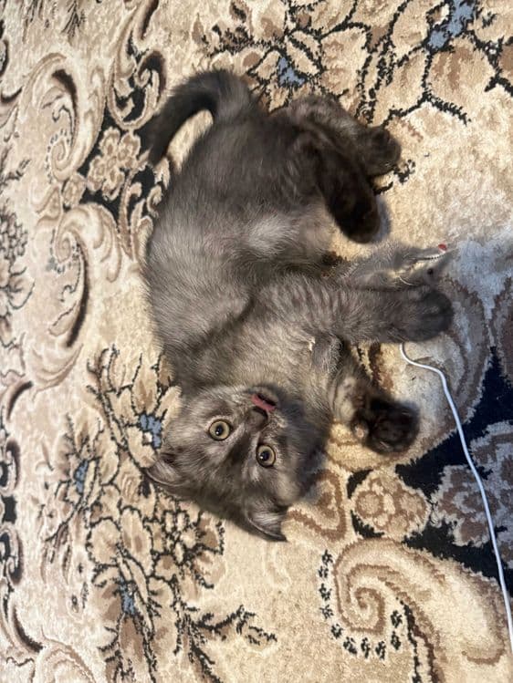 Noyob rangdagi Scottish Fold mushukchalari sotiladi — 5