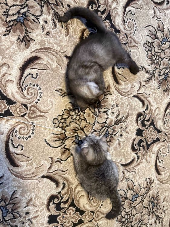 Noyob rangdagi Scottish Fold mushukchalari sotiladi — 7