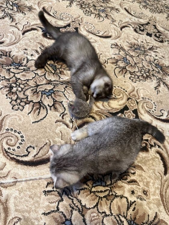 Noyob rangdagi Scottish Fold mushukchalari sotiladi — 8