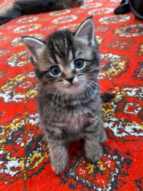Scottish Straight Скотиш страйт кошка ЧИСТОКРОВНАЯ — 2