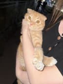 Продам Шотландского вислоухого кота