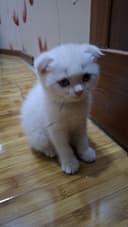 Кошка белая девочка
