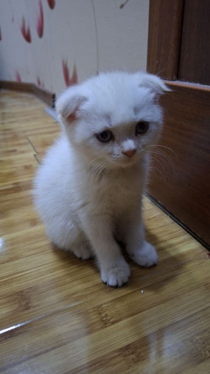 Кошка белая девочка — 1